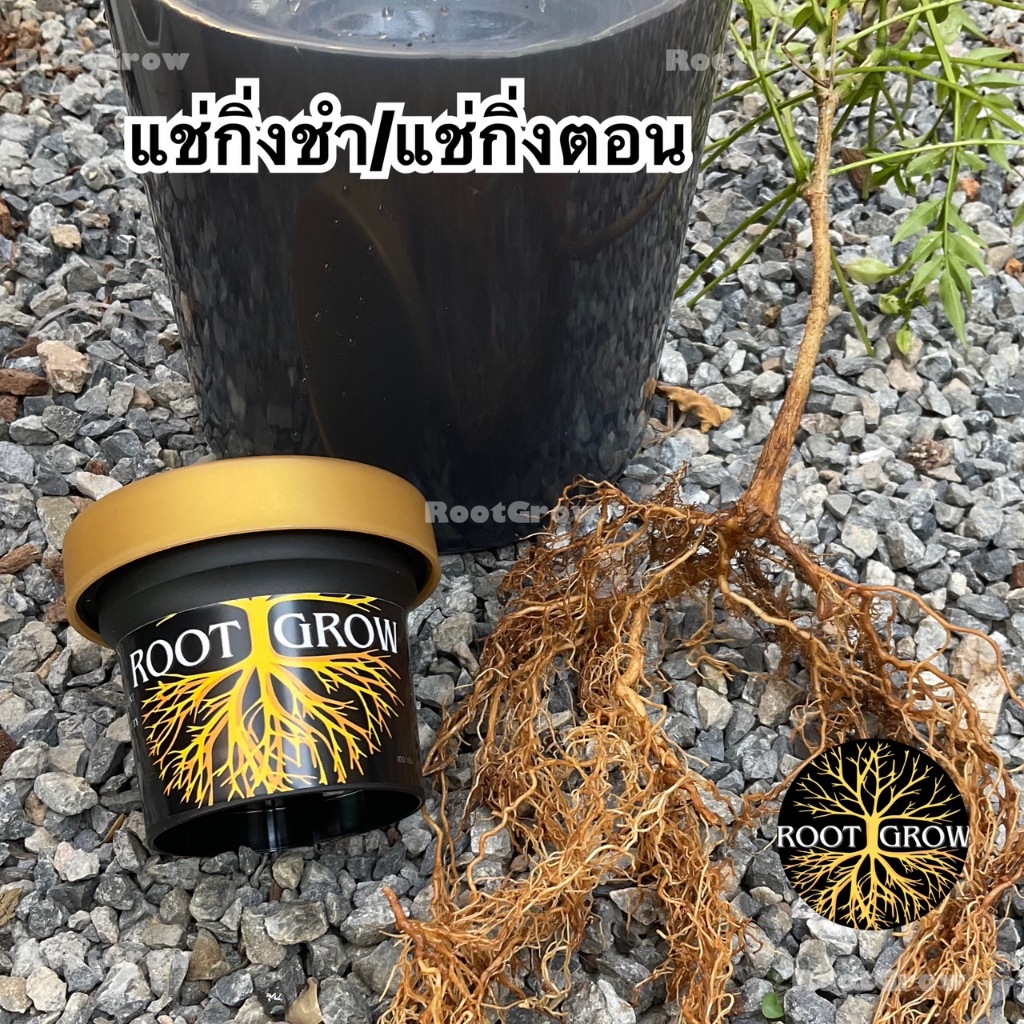 ผงเร่งราก RootGrow 🔥โปรโมชั่น [แถมฟรี!! ช้อนตวง/คู่มือ] * - ปักชำติดทุกกิ่งปลอดภัย100%// 100กรัม - รูปที่ 2