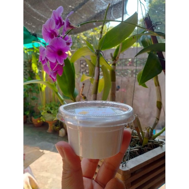 กินขนมเบื้อง Đïý ใช้น้ำตาลมะพร้าว