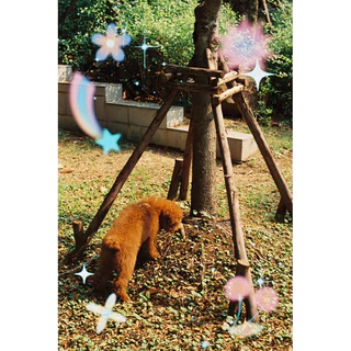 ฟิล์มถ่ายรูป Filmage ฟิล์มเอฟเฟกต์ Hanabi special effect film 35mm 36EXP