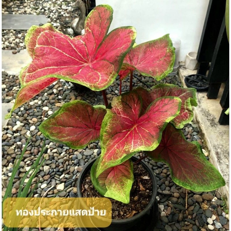 บอนสี ทองประกายแสดด่างเหลือง กระถาง 4 นิ้วส่งขนาดต้นที่ 2 แชทเลือกต้นดูเพิ่มเติมได้ค่ะ
