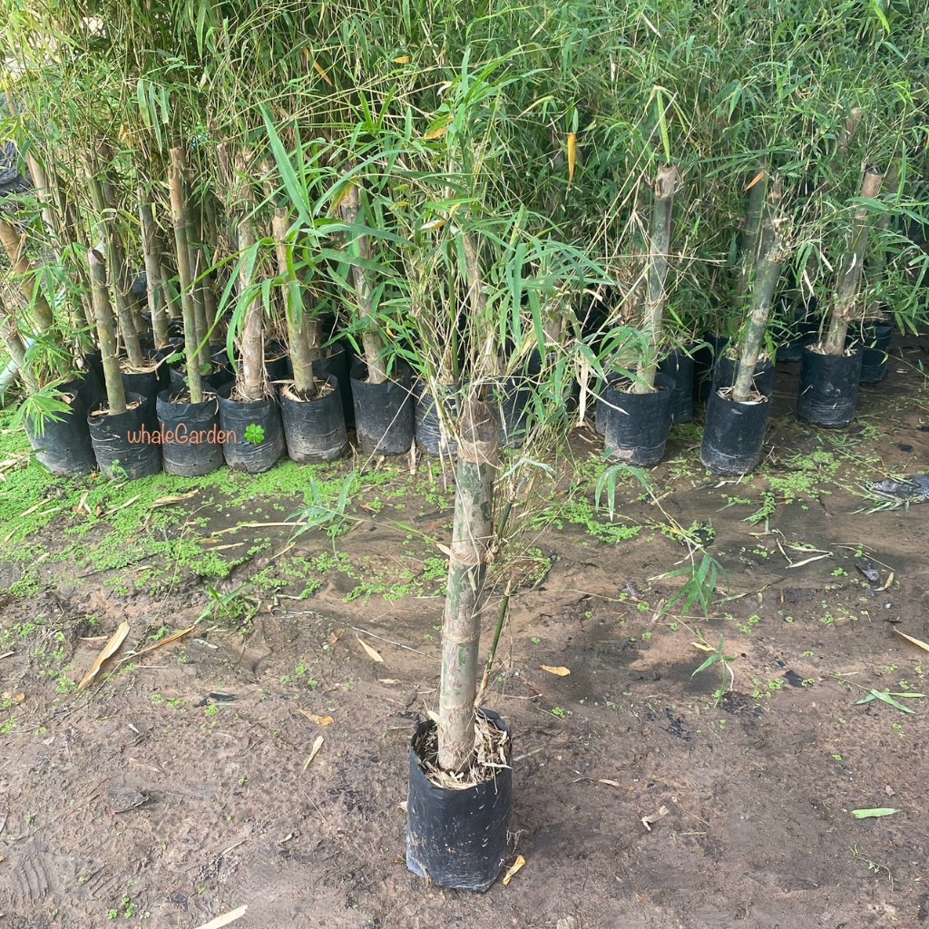 ไผ่รวกหวาน ต้นไผ่รวกหวาน หน่อกินดิบได้ รสหวาน ( Thyrsostachys Siamensis ) ไผ่ (รับประกัน ส่งใหม่ฟรี หากสินค้าเเสียหาย!!)