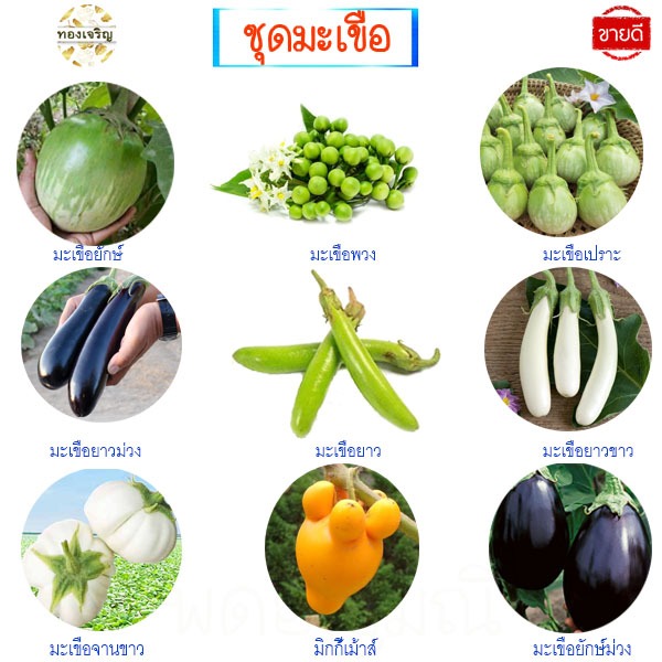 มะเขือ🎈10แถม1++🎯ถูกที่สุด10บ.🎯เมล็ดพันธุ์มะเขือทุกสายพันธุ์ 20 เมล็ด🌱ปลูกง่าย🌱ลูกดก🌱ทานอร่อย