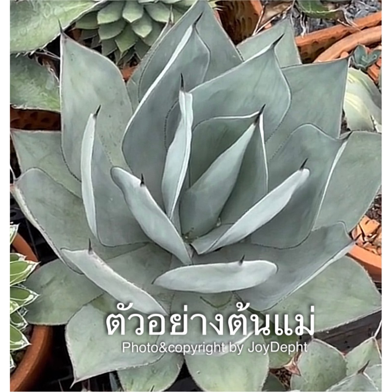 Agave Celsii Nova ขายต้นละ@ 365 บาท ราคา ถูกที่สุด ดีลบีเคเค แกลเลอรีภาพที่ 3