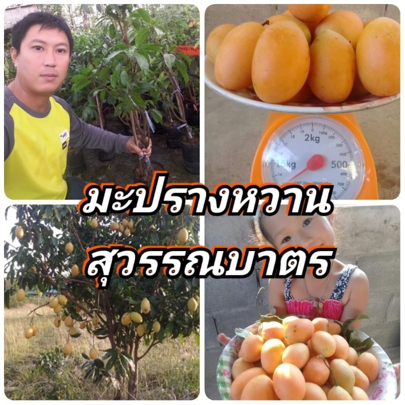 มะปรางหวาน มะปรางหวานสุวรรณบาตร รสชาติหวานไม่ติดเปรี้ยว ปลูก 1-2 ปีติดผล ต้นพันธุ์ทาบกิ่งสูง 60-80 cm.แข็งแรงพร้อมปลูก