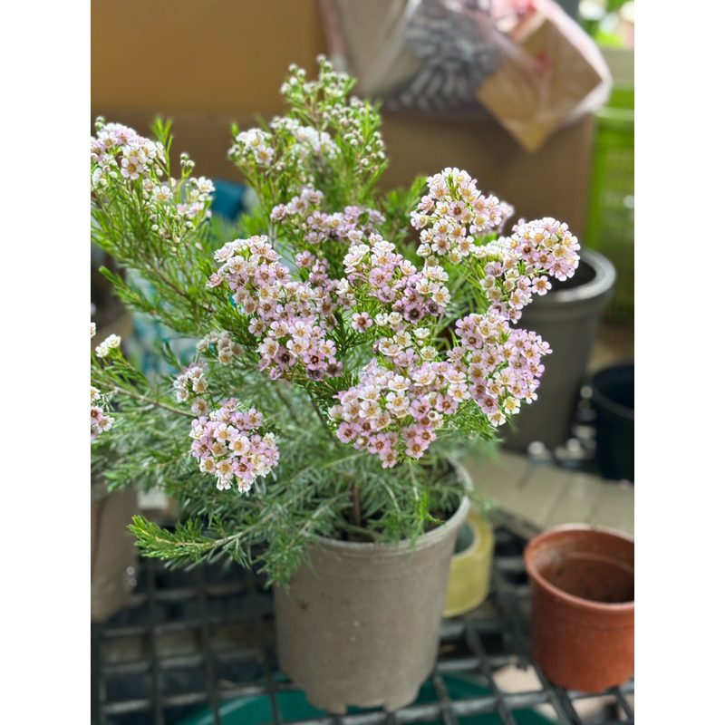 จำนวนจำกัด #ดอกแว๊กซ์ มีความพิเศษคือ กลิ่นหอมสดชื่น หรือ Chamelaucium ตามออเดอร์พรี - รูปที่ 7