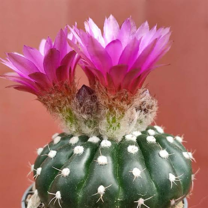 Notocactus uebelmannianus โนโต ไม้เมล็ด แคคตัสดอกสีม่วงไซส์กระถาง3-4 นิ้ว ไซส์ใหญ่