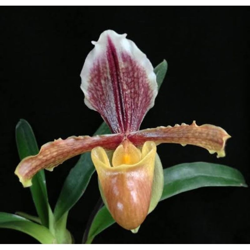 Paphiopedilum barbigerum