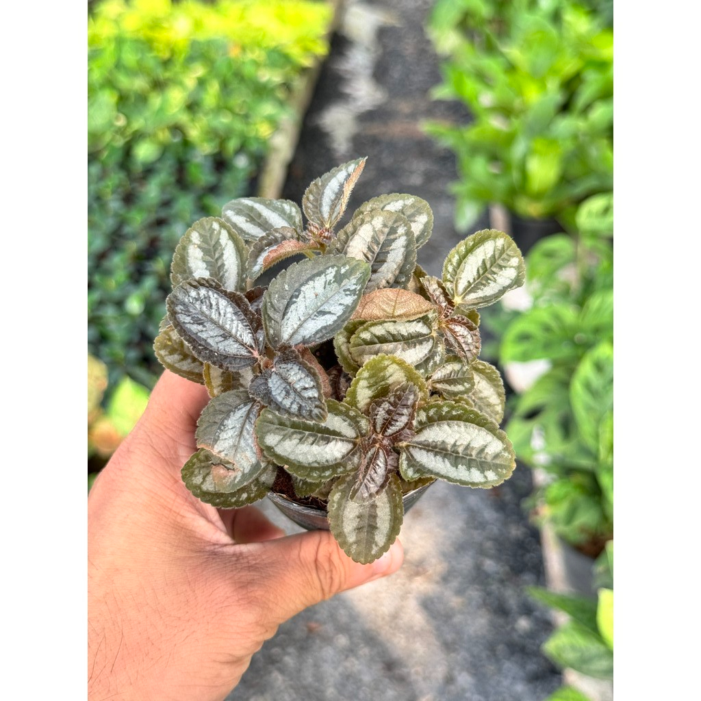 มุมมอง 3