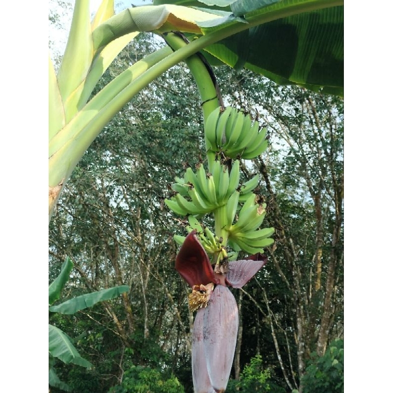 หน่อกล้วยหิน พันธุ์กล้วยหิน หน่อกล้วยพร้อมปลูก กน่อกล้วยหินภาคใต้