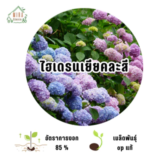 เมล็ดพันธุ์ ดอกไฮเดรนเยีย คละสี (Hydrangea) บรรจุ 10 เมล็ด