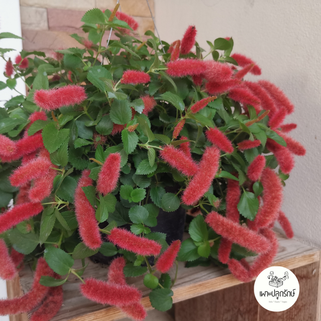 ต้นหางกระรอกแดงเลื้อย Red Hot Cat's Tail  ไม้ดอกเลี้ยงง่าย ไม้แดด