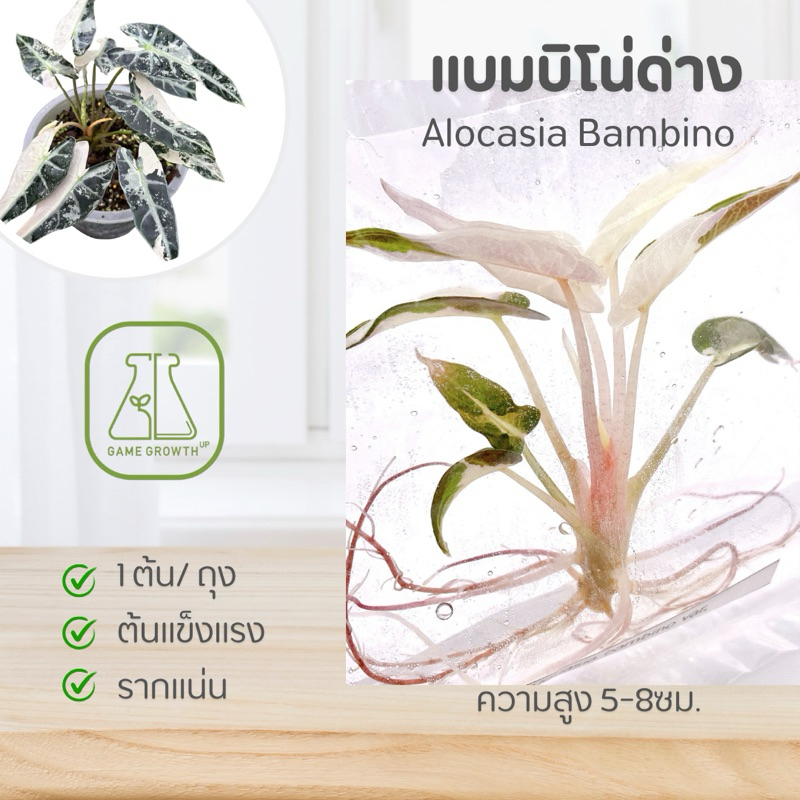 ไม้เนื้อเยื่อ อโลคาเซียแบมบิโน่ด่าง : Alocasia Bambino
