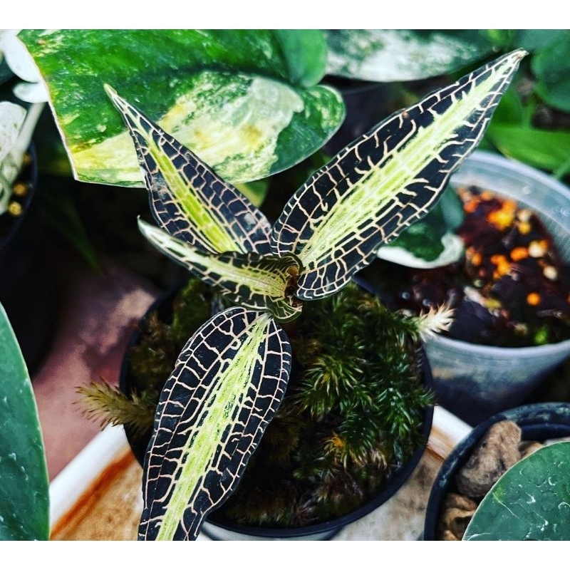 jewel​orchid​ goodyera​pusilla เสือภูเขา​ กล้วยไม้ดิน​ ต้นไม้จัดตู้​ ต้นไม้จัดสวนขวด​ terrarium​ paludarium​ ไม้หายาก