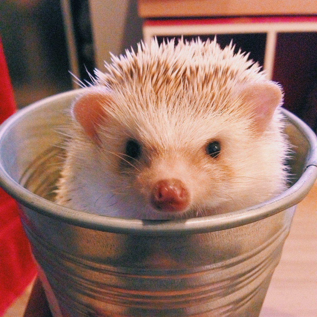 อาหารเม่นแคระแดง สูตรใหม่ โปรตีนสูง Maki Hedgehog Food ขนาด 600 กรัม [ ถุงสีแดง ] - รูปที่ 5