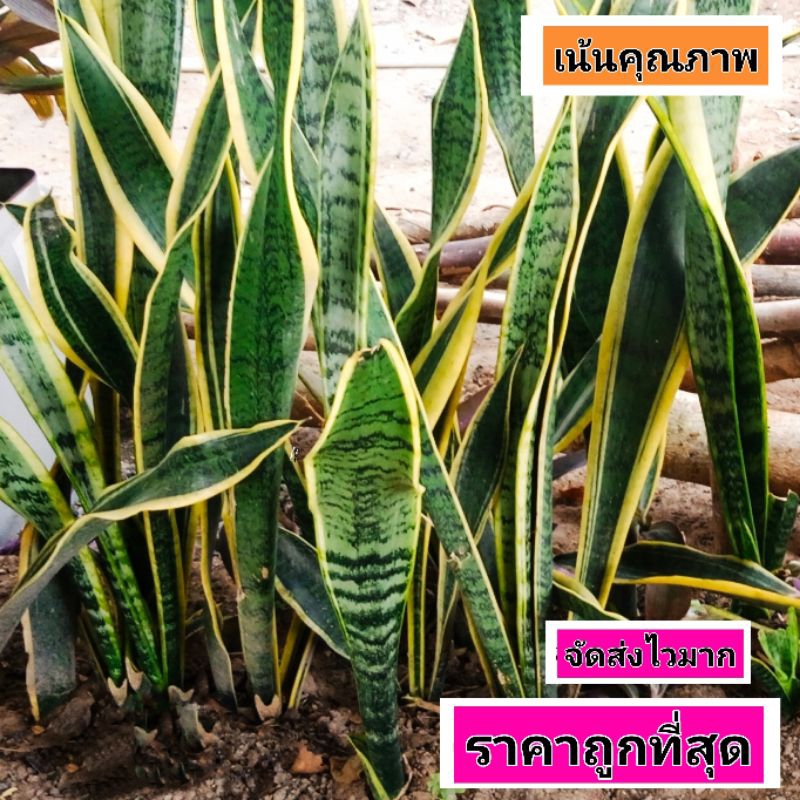 ลิ้นมังกร เน้นคุณภาพ ราคาถูกที่สุด