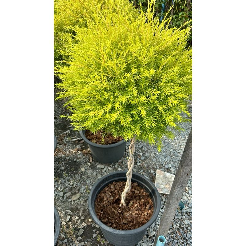 #ต้นหลิวทอง ทรงพุ่มบอนไซ 60-90cm ต้นหลิวทอง (Revolution gold)