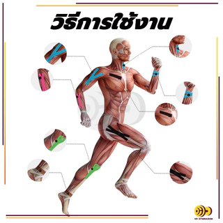 เทปบำบัด Kinesiology Tape Kinesio 5cmx5m 2.5cmx5m คิเนสิโอ มีกาวในตัว เทปพยุงกล้ามเนื้อ