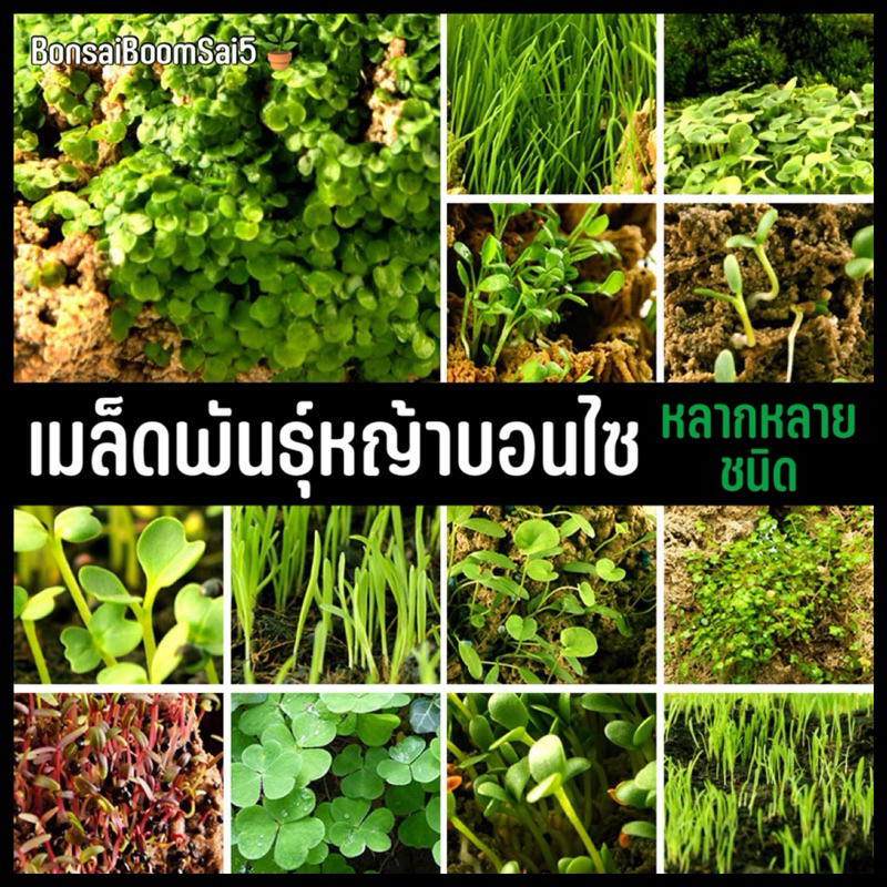 หญ้า เมล็ดพันธุ์หญ้า บอนไซหลากหลายชนิด ขนาด1กรัม