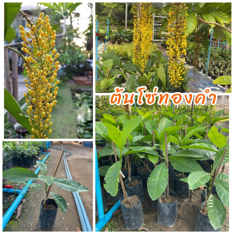 ต้นโซ่ทองคำ หรือ สร้อยสุวรรณ เป็นไม้พุ่มยืนต้น ให้ร่มเงาออกดอกเป็นช่อยาวขนาดใหญ่ห้อยระย้าเป็นสีเหลืองทองอย่างสวยงาม