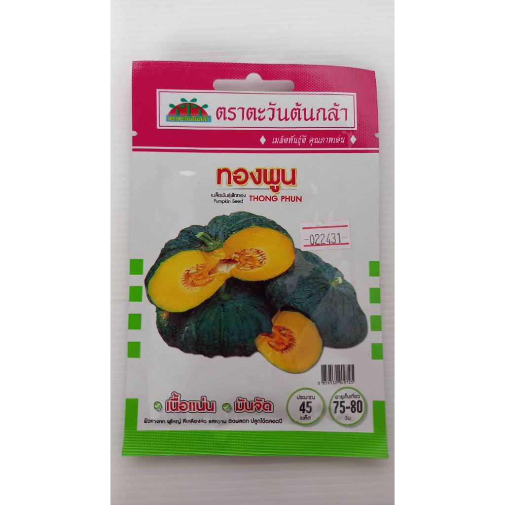 ฟักทอง   ทองพูน  V07