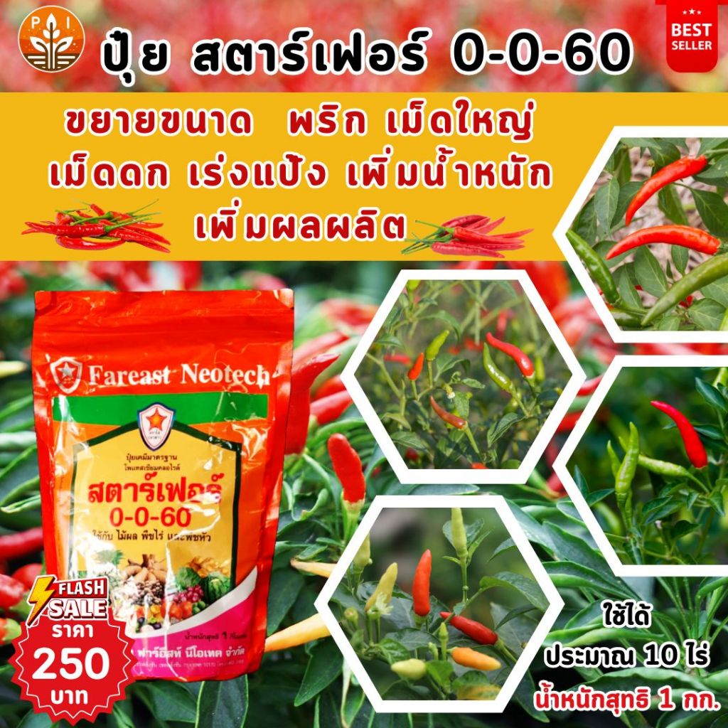 พริกเม็ดใหญ่ ดกเต็มต้น เพิ่มน้ำหนัก รสชาติ คุณภาพดี ผลผลิตดี ด้วย ปุ๋ยสตาร์เฟอร์ 0-0-60