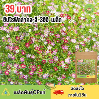 เมล็ดพันธุ์ดอกจิปโซฟิลล่าคละสี บรรจุ300เมล็ด
