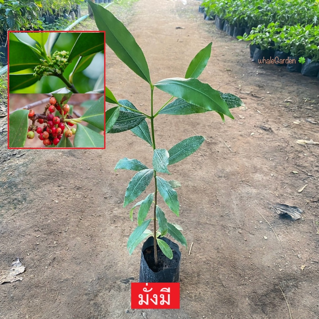 ต้นมั่งมี มั่งมี ไม้ต้นขนาดกลางถึงใหญ่ ให้ร่มเงา ปลูกเป็นศิริมงคล Carallia brachiata (รับประกันสินค้า)