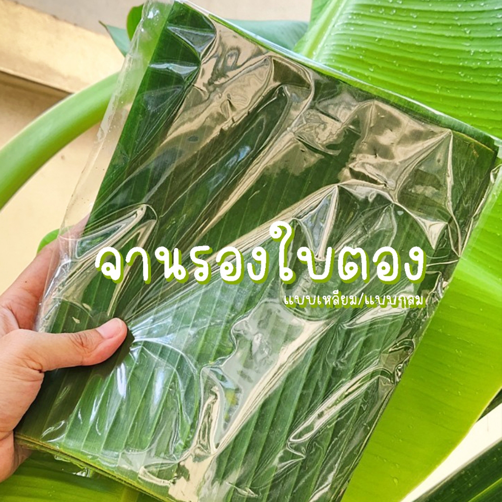 ใบตองสด รองจาน ใช้แทน ถุง พลาสติก กระดาษ จานกระดาษ จานใบไม้ รองถาด พาน ไหว้ครู ใช้ห่ออาหาร