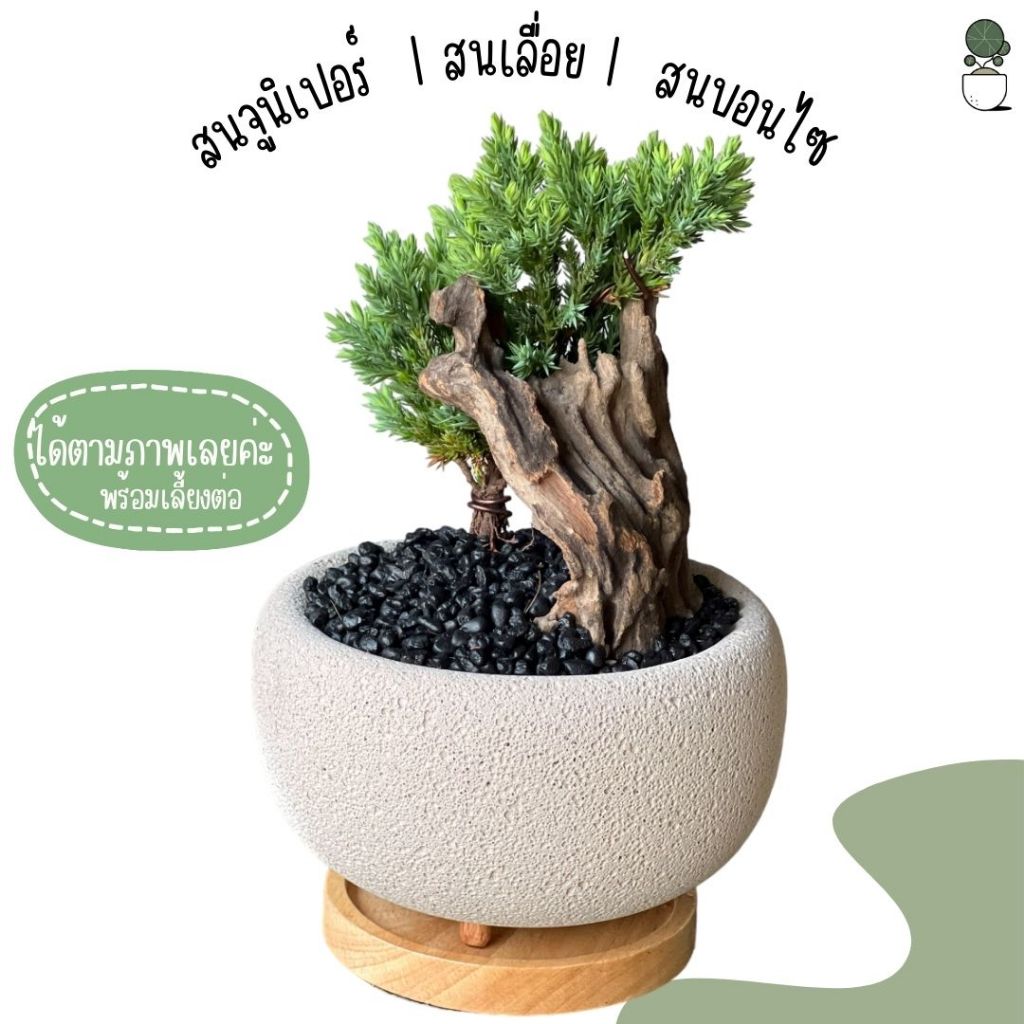 ต้นสนจูนิเปอร์ Juniperus Procumbens พร้อมกระถางอิฐมวลเบา และจานรองไม้ จัดส่งแบบไม่ถอดกระถาง สวนถาด สวนไม้จริง