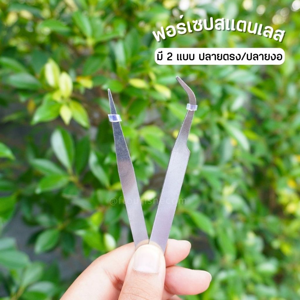 ฟอร์เซป ฟอร์เซฟ /Forcep #สำหรับแคตตัส