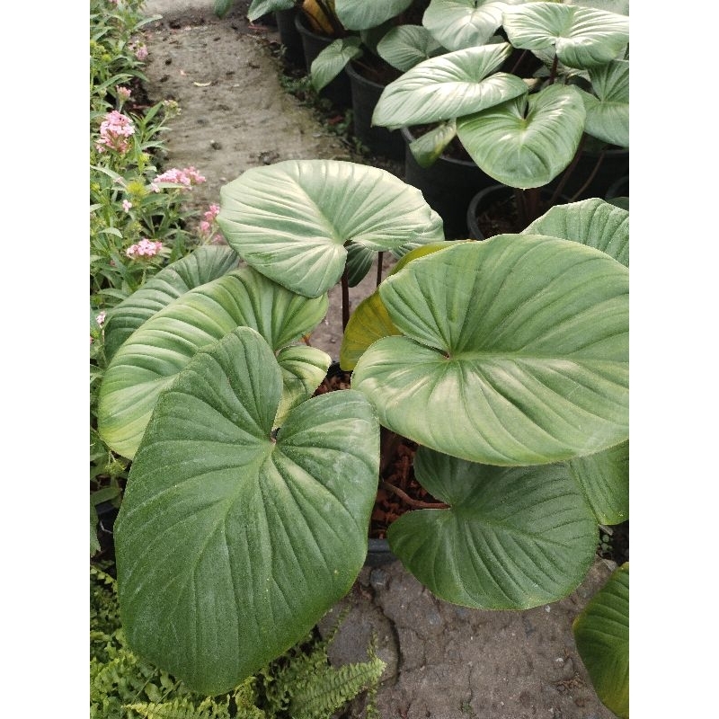 เสน่ห์จันทร์แดงโกเมน ว่านเสน่ห์มหามงคล Homalomena rubescens