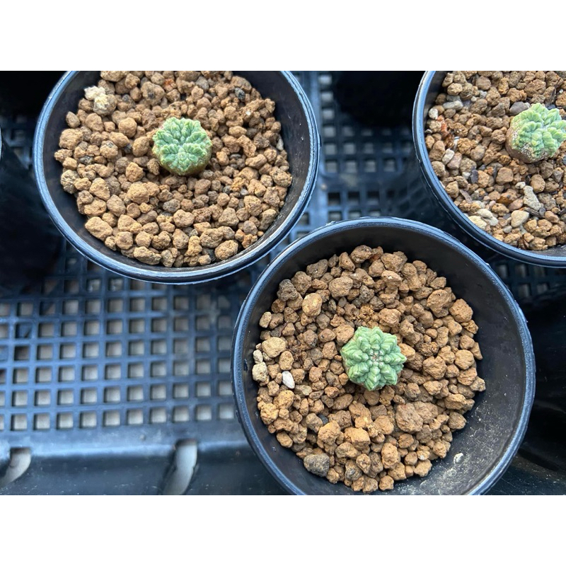 Aztekium ritteri ไม้เมล็ด ขนาดประมาณ 0.7-1 cm ที่สวนเพาะเองครับไม้แข็งแรงมาก
