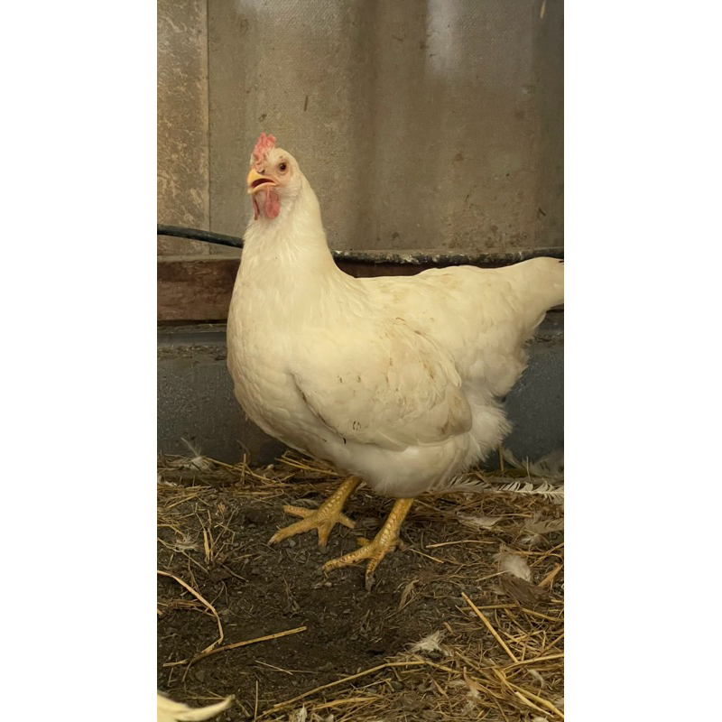 รูปภาพ 2