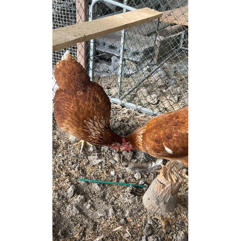 ไข่เชื้อ ไก่พันธุ์ไข่ ไฮบริด