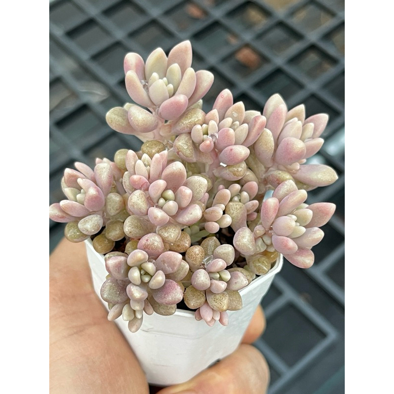 Graptopetalum mirinae (mendozaeใบเล็ก) ไม้อวบนำ้ กระถาง 2 นิ้ว