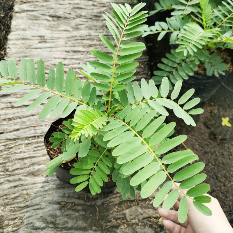 🌱แคเตี้ย แคบ้าน แคแดง (ปลูกด้วยวิธีปลอดสารพิษ) ผักสวนครัว ผักปลอดภัย แคขาวเตี้ยโตเต็มที่ประมาณ1-1.5เมตร