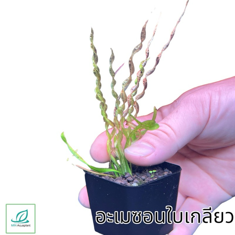 ต้นอะเมซอนเกลียว ต้นไม้สำหรับตกแต่งตู้ไม้น้ำ ตู้ปลา