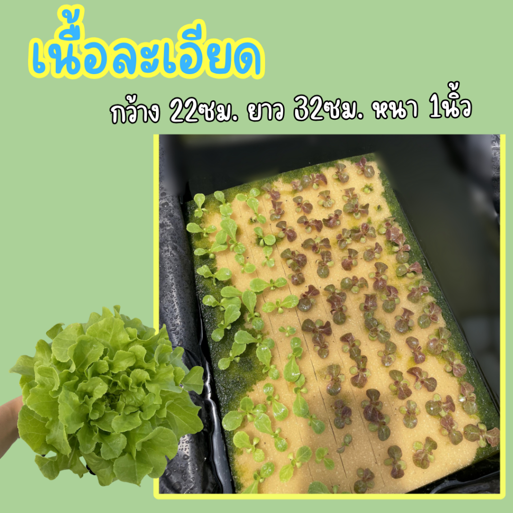 ฟองน้ำเพาะเมล็ด ฟองน้ำเพาะผักไฮโดรโปนิกส์ ผักสลัด ** 96 ช่องปลูก** เนื้อละเอียด แบบมีขอบ - 3