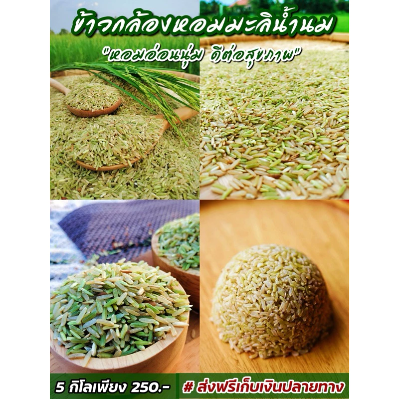 ข้าวกล้องหอมมะลิน้ำนม 5 กิโล ตรามีสุข (หอม อ่อนนุ่ม เป็นพิเศษ) ซีลสูญญากาศถุงละ 1 กิโล 5 ถุง thumbnail 4