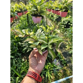 ต้นโฮญ่าด่างใน(Krimson Princess) กระถางสี3"
