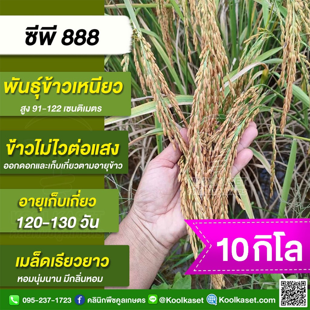 พันธุ์​ข้าว ข้าวเหนียว CP888 ซีพี888 นาปี นาปรัง ไม่ไวแสง อายุ 110-130 วัน บรรจุ 10 กก. พร้อมปลูก คูลเกษตร KR28.2