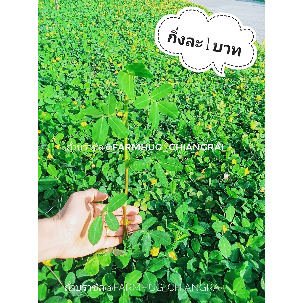 ถั่วบราซิล กิ่งละ 1 บาท กิ่งพันธุ์พร้อมปลูก ตัดสดส่งทุกวัน ปลูกเป็นพืชคลุมดิน จัดสวน สวนหย่อม