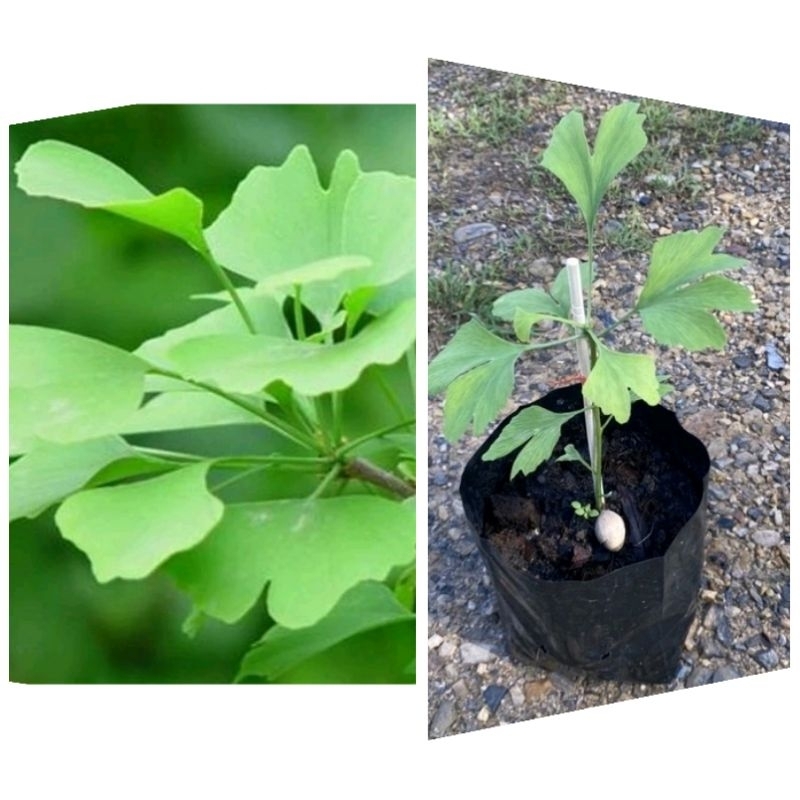 ต้นแปะก๊วย (Ginkgo Tree) เพาะเมล็ดที่ไทย(ส่งเป็นถุงเพาะ)