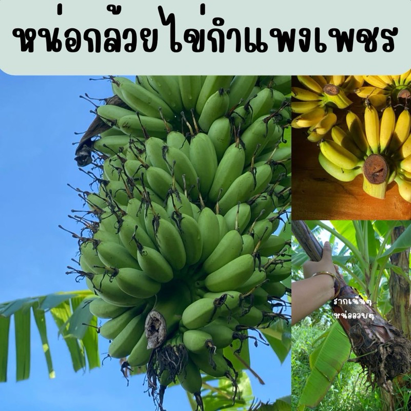 หน่อกล้วยไข่ขุดใหม่ทุกหน่อ รับประกันสายพันธ์ุ