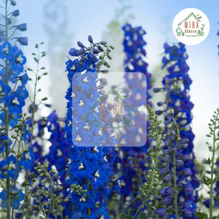 เมล็ดพันธุ์ ดอกเดลฟิเนียม บรรจุ 50 เมล็ด
