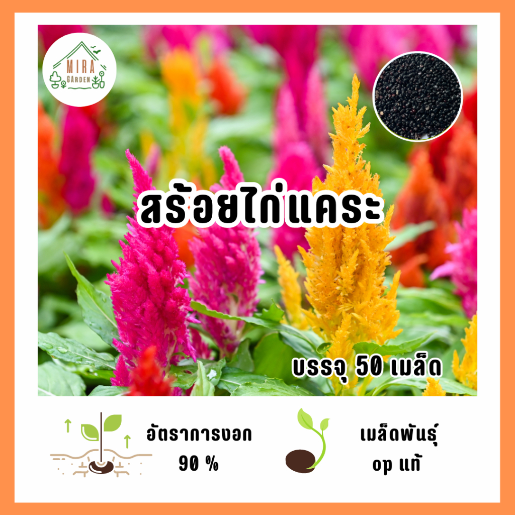 เมล็ดพันธุ์ดอกสร้อยไก่แคระ 9บาท