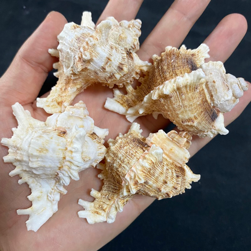 เปลือกหอยมูเร็กซ์ขนาดเล็ก XIAO QIAN SHOU เพื่อการสะสมและการตกแต่ง small Murex shell for collection and decoration