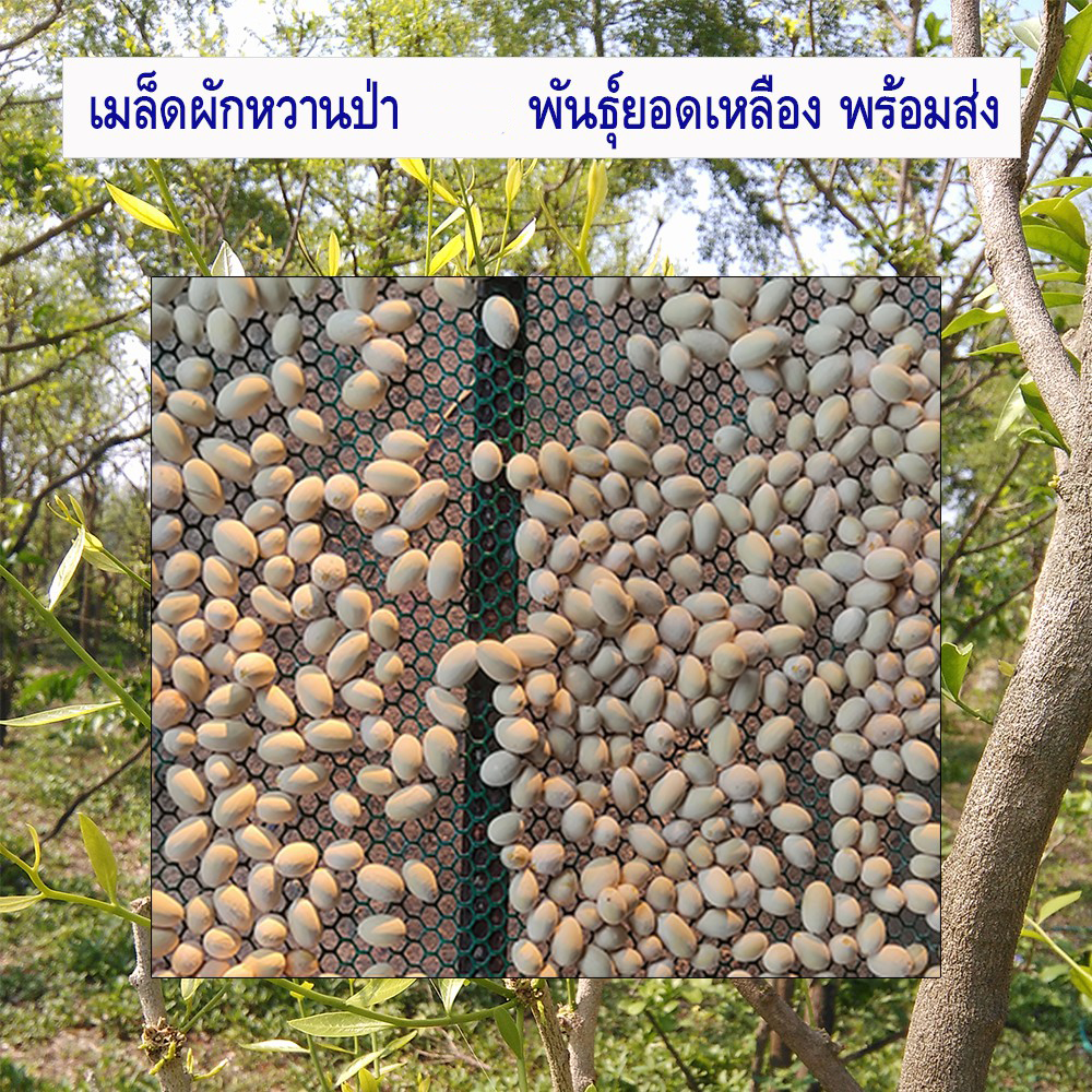 เมล็ดขัด 72 เม็ด เมล็ดพันธุ์ผักหวานป่า เม็ดผักหวาน ผักหวานป่า ปี 2567 พันธุ์ยอดเหลือง มีคู่มือ