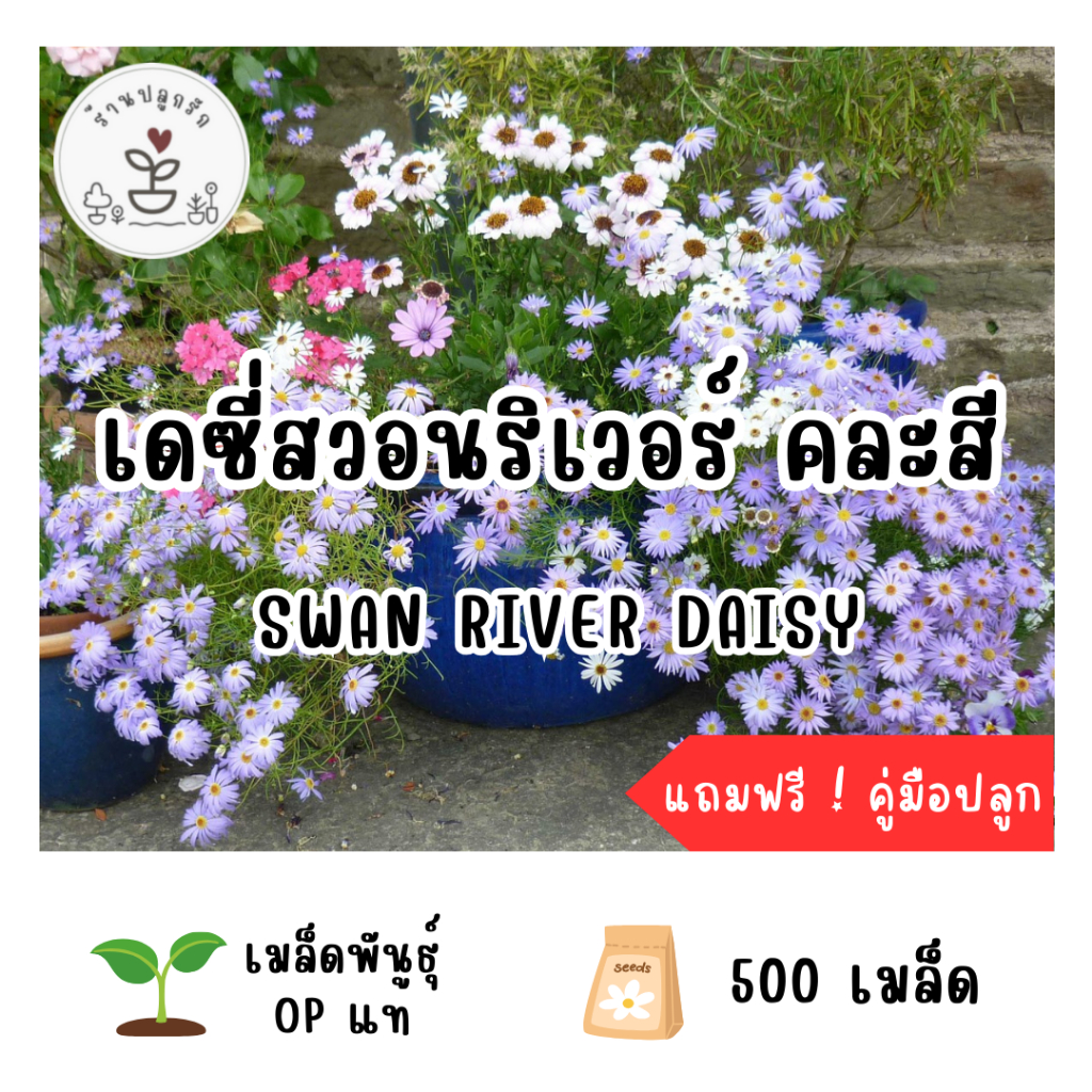 LXG : เมล็ดพันธุ์ ดอกเดซี่สวอนริเวอร์ คละสี (Swan River Daisy) 500 เมล็ด ดอกเดซี่ เมล็ดแท้ อัตราการงอกสูง