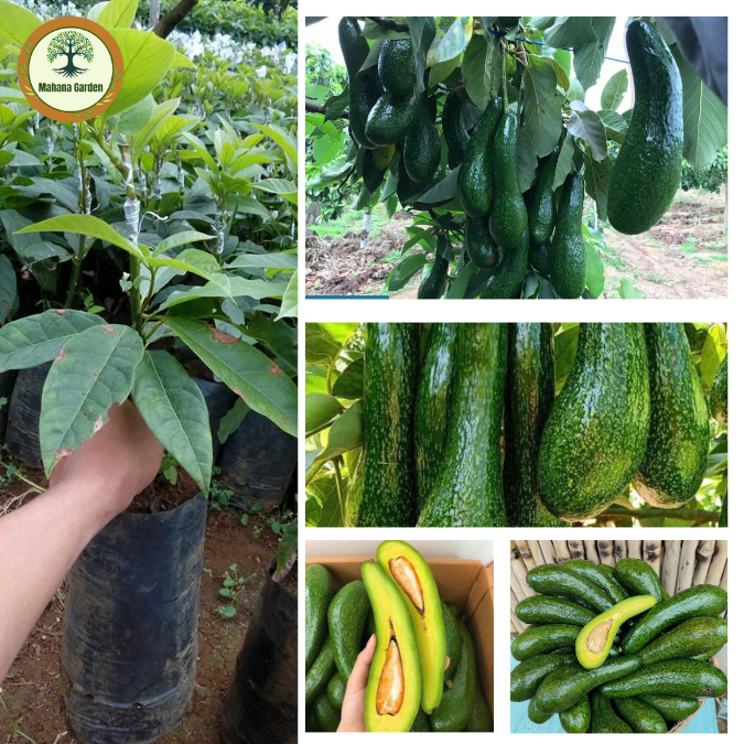 ต้นอะโวคาโด 034, ต้นกล้าจากการเพาะเมล็ด สูง 60-80 ซม. อะโวคาโด 034 ให้ผลผลิตสูง เนื้อเหนียว ไขมันสูง